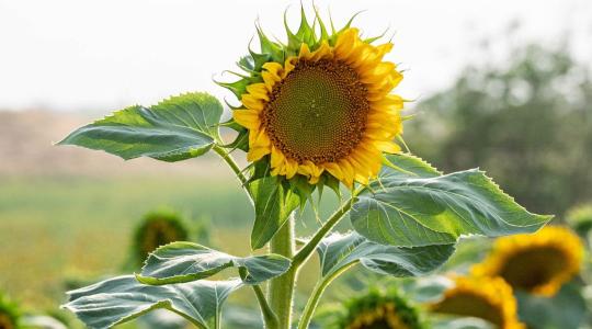 Égig érő napraforgó: Guinness-rekord született az USA-ban