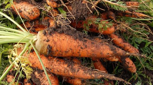 Így tárold a sárgarépát, hogy hónapokig friss maradjon