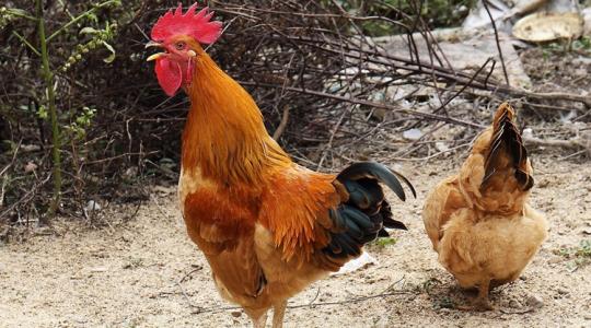 Hangos a kakas? Büdös a disznóól? Így szól a jog a szomszédi vitákban