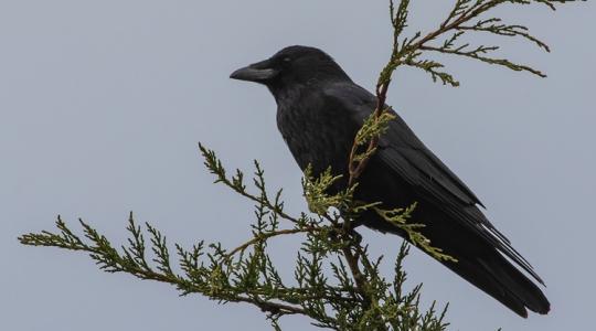 Ezzel végre túl tudunk járni a varjak eszén