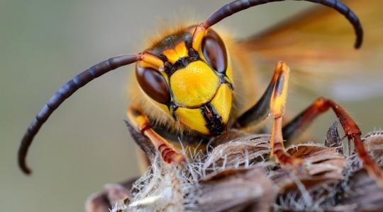 Figyelem! Ősszel is azonnal támad, ha veszélyt érez ez az elképesztően agresszív rovar! Ezt teheted ellene!
