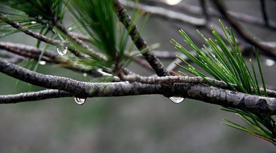 Új értelmet nyert a pénzfa fogalma +VIDEÓ