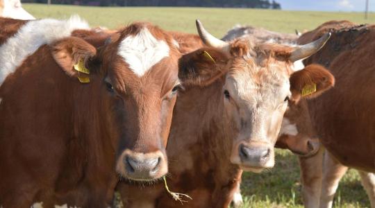 Zöld utat kapott a magyar állati termékek brit exportja