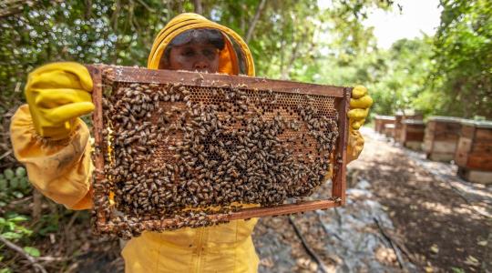Méhekkel és mézekkel várják a látogatókat a szegedi füvészkertben