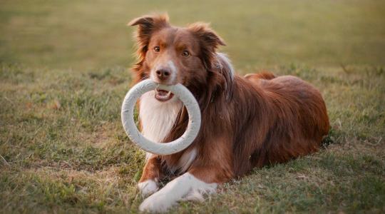 A kutyák nemcsak hallják a szavakat – értik is, mit jelentenek