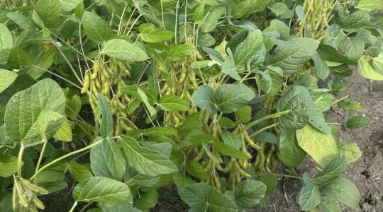 Stratégiában gondolkodjunk! Ezért éri meg foglalkozni a szójával!+ VIDEÓ