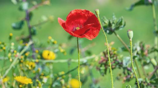 A gyomok másik arca: nélkülük szegényebb a kert