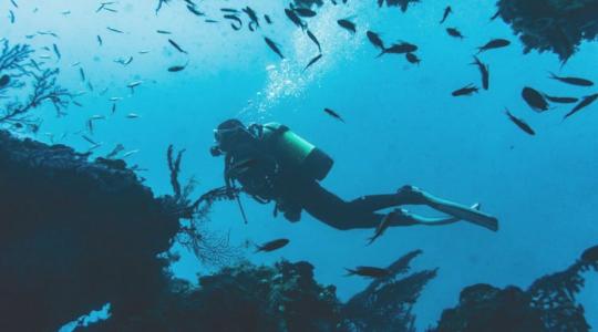 Új mesterséges tengeri élőhelyet telepítettek Szlovéniában