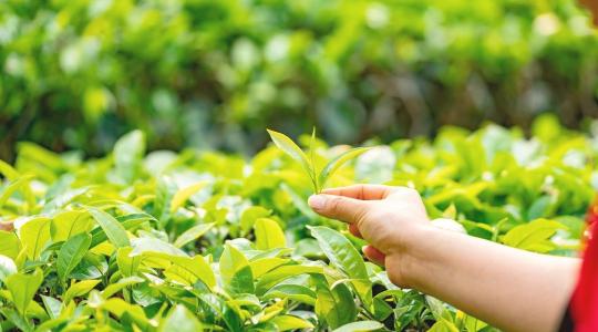 Már erről a reggeli italról is le kell mondanunk?