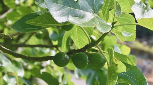 Trópus a kert végében? Így nevelhetsz egzotikus növényeket itthon