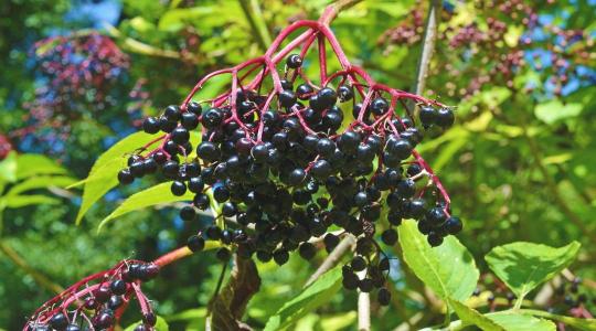 A szakadék szélére került a hazai bodzatermesztés