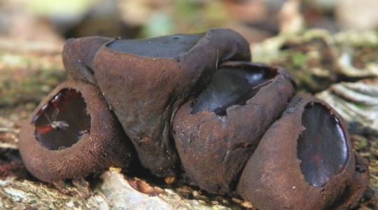 Ritka gomba tűnt fel a hazai erdőkben – színt vált, ha megérintik