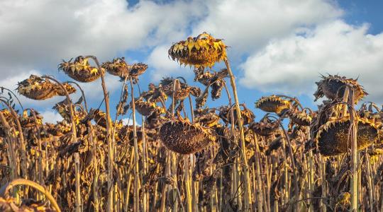 Napraforgó betakarítási kisokos: így minimalizáld a szemveszteséget