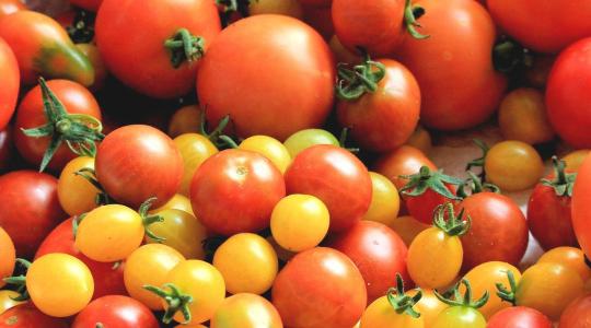 Megtörhet a lendület? Árcsökkenés és kereslet-visszaesés a globális paradicsompiacon