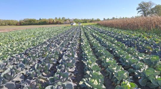 A talaj hálás lesz érte – egy 100%-ban természetes megoldás