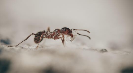 A hangyák genetikai trükkje forradalmasíthatja a precíziós növényvédelmet