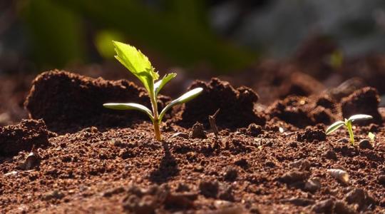 Megvan a több mint 20 éves kutatás eredménye a szerves trágyák hatásáról