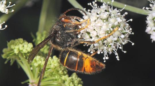 Kiemelkedő nemzetközi siker az inváziós ázsiai lódarázs kutatásában a MATE-n