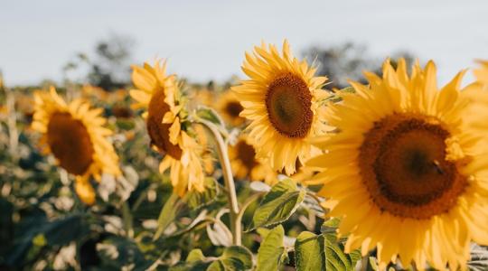 Elképesztő, ennyin múlt a melegrekord
