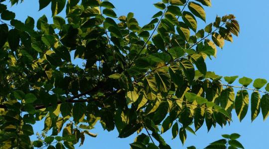 A kerttervezés buktatói – Ezek a fák sok bosszúságot okoznak