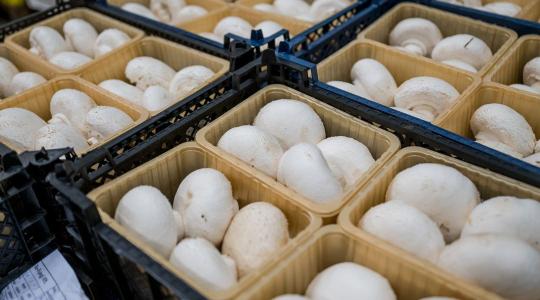 Erősödik a hazai gombapiac – újra nőhet a kereslet