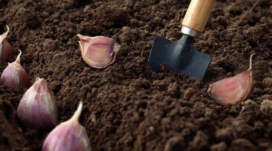 Ezeket a zöldségeket vesd el még októberben!