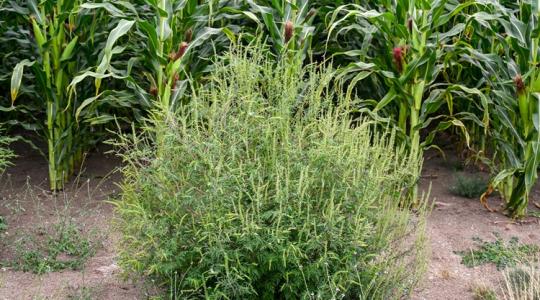 A te földeden rend van? – véget ért a parlagfűszezon csúcsa