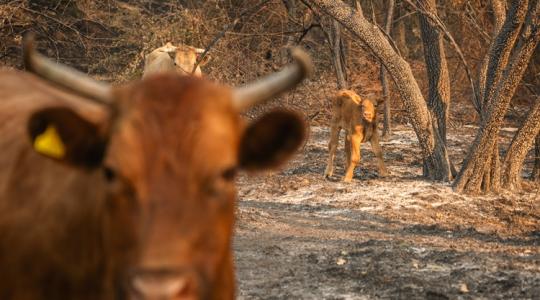 Egy hatalmas ország közel 1 százaléka semmisült meg a nyári tüzekben