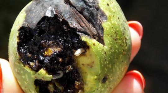 Végre jó hír a diótermelőknek – eltűnőben a rettegett kártevő?