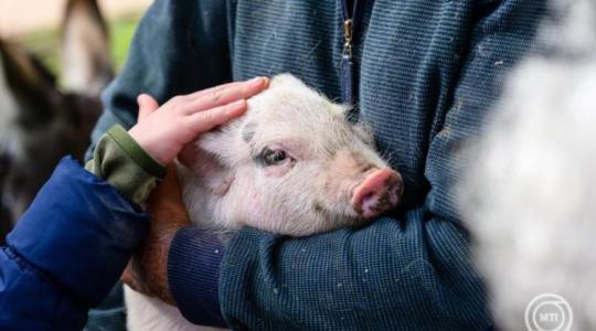 Szántódpuszta újra a régi fényében: Mihály-napi vásárral nyitja az őszi szezont