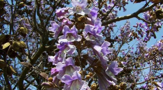 Paulownia vs. tölgy/bükk: melyik fűt valójában jobban?