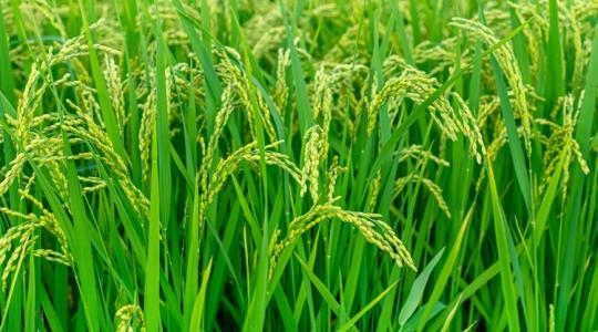 Szokatlan növény bizonyíthat az évszázados hőségrekord után