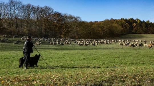 Szent Mihály napja – az állattenyésztők ünnepe és a pásztorhagyományok emlékezete