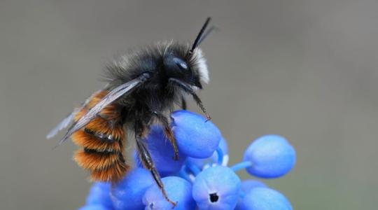 Beporzás: itt a megoldás a méhek hiányára!