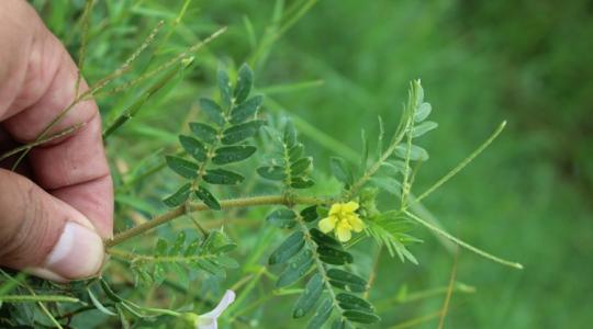 Kerékpárosok, kisállatok rettegett ellensége – így védekezhetsz az utálatos gyom ellen