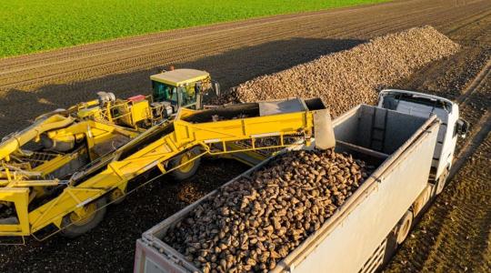 Változó klíma, változó piac: merre tart a magyar cukorrépa-termesztés?