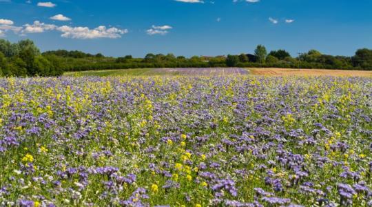 Gazdabarát fordulat az AÖP-ben – jön a 3%-os türelmi sáv!