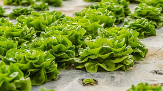 Téli saláta és spenót termesztése – hidegtűrő zöldségek a téli hónapokra