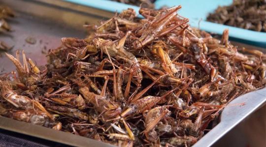 Alternatív fehérjeforrások – rovarfehérje és növényi protein