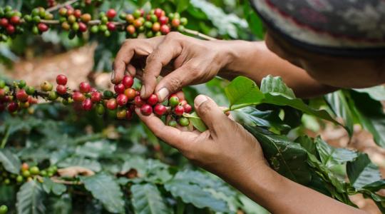 Panaszkodni nem elég: ez lehet a megoldás a kedvenc italunkat érintő válságra