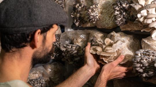 Így lehet nyereséges a gombatermesztés már kis gazdaságban is
