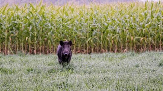 Hőkamerás vadriasztó rendszer: így védd hatékonyan a termést