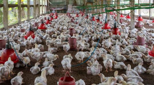 A baromfiágazat viszi a prímet a húsok exportjában