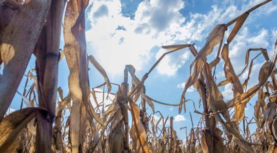 Alig több mint 4 millió tonna lehet az idei kukoricatermés – válaszút előtt állunk