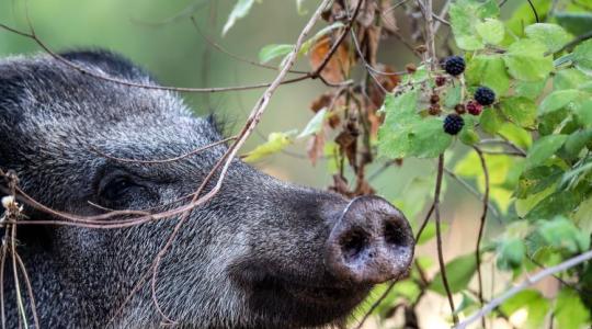 Őszi vadkárok a földeken – hogyan védekezhetünk hatékonyan?