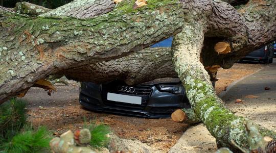 Fákat döntött ki, gépkocsikat rongált meg a vihar