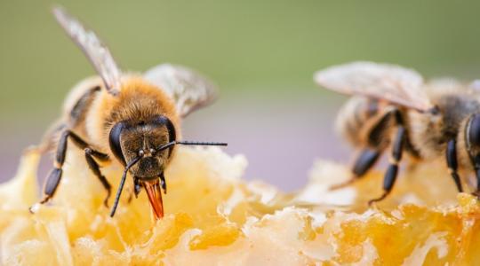 Betiltották a méhészetet, és van okuk rá