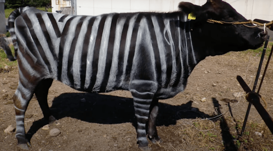 Elképesztő! Ezért festették zebracsíkosra a tehenet a gazdák!