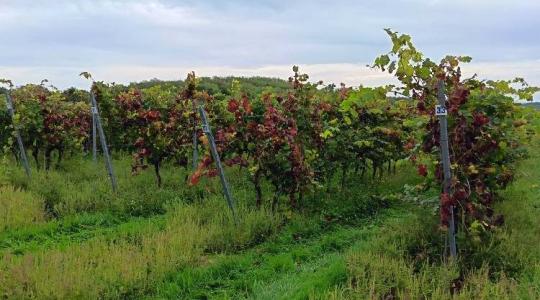 Most érkezett: újabb két borvidéken jelent meg a végzetes kór