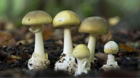 Nincs ellenszer – a galócaméreg még mindig a legveszélyesebb Európában